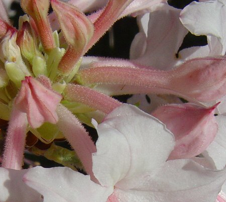 Rhododendron canescens corolla tube