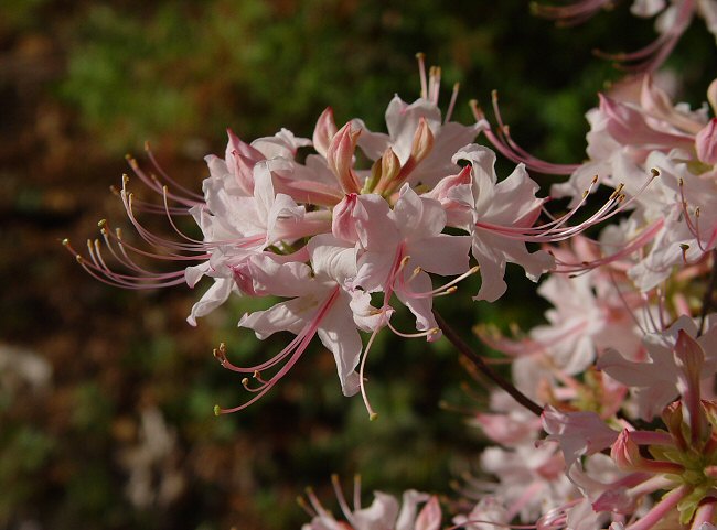 Rhododendron canescens plant