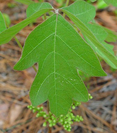 Toxicodendron pubescens leaflet