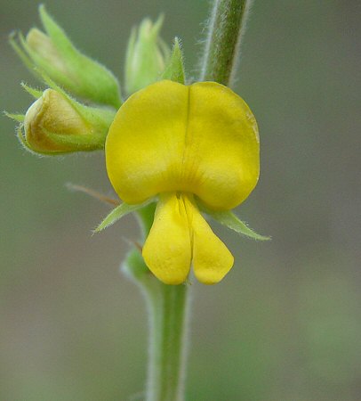 Rhynchosia tomentosa flower