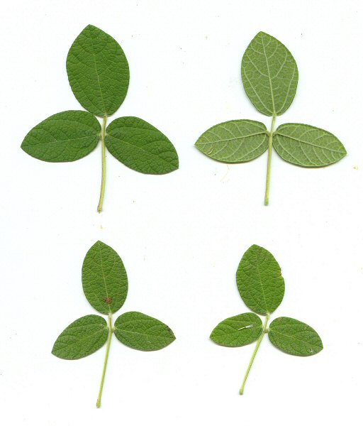Rhynchosia tomentosa leaves