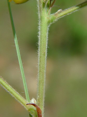 Rhynchosia tomentosa plant