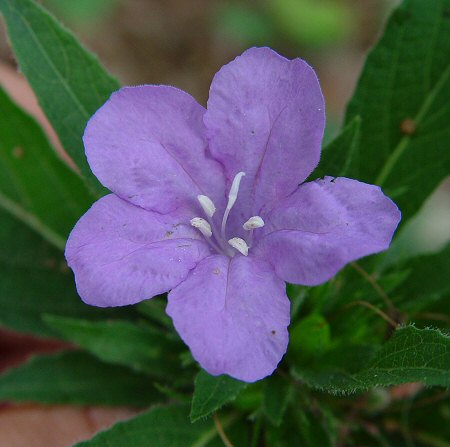 Ruellia caroliniensis flower