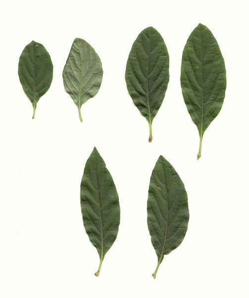 Ruellia caroliniensis leaves