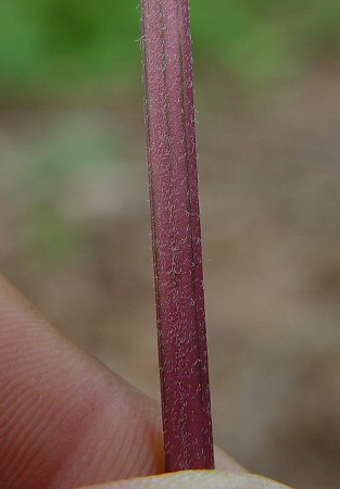 Ruellia caroliniensis stem