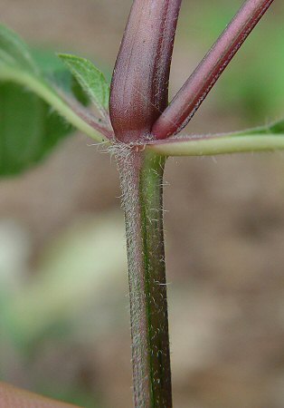 Ruellia caroliniensis stem