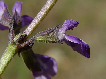 Salvia urticifolia calyx