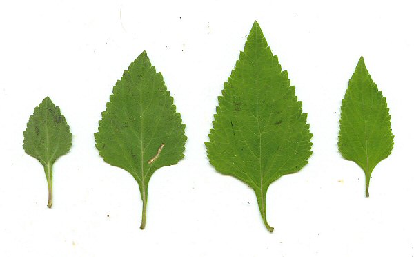 Salvia urticifolia leaves
