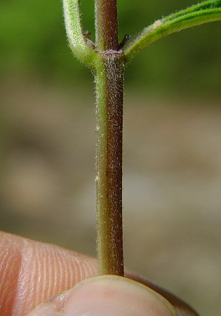 Salvia urticifolia stem
