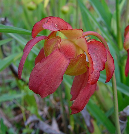 Sarracenia rubra flower
