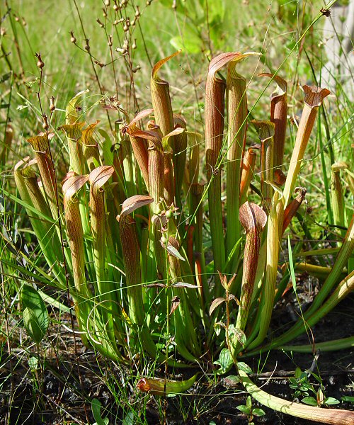Sarracenia rubra plant