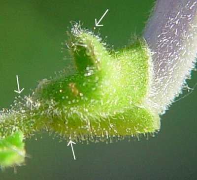 Scutellaria elliptica calyx