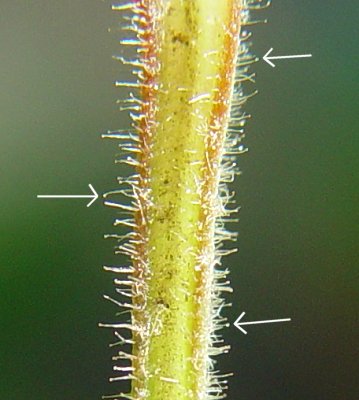 Scutellaria elliptica petiole