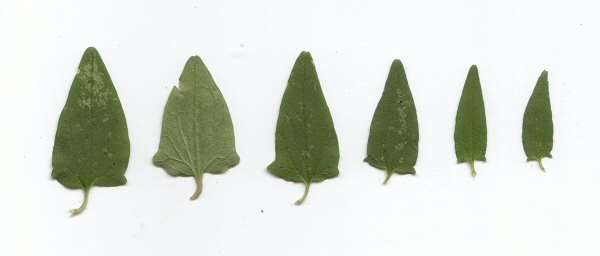 Scutellaria racemosa leaves