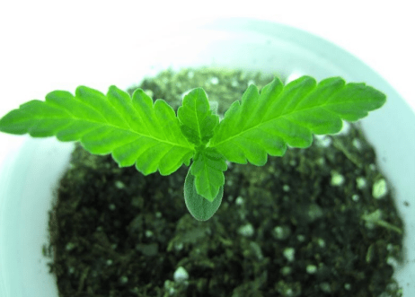 Seedling