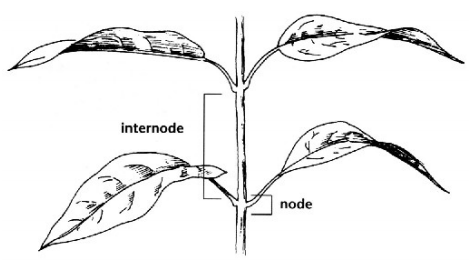 Selecting The Clone 1