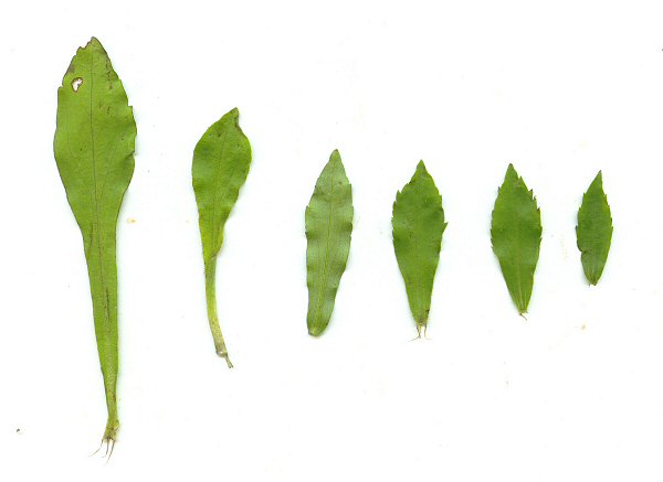 Sericocarpus asteroides leaves