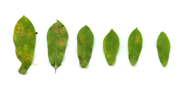Sericocarpus tortifolius leaves