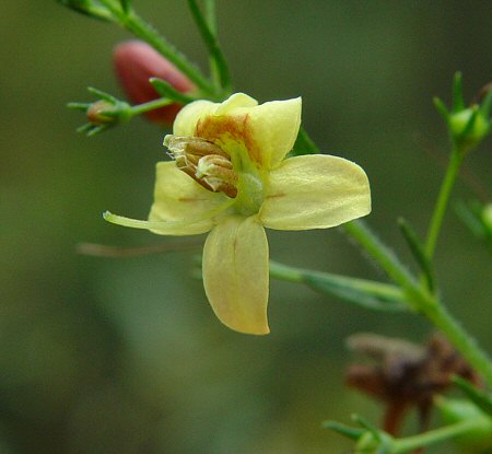 Seymeria cassioides flower