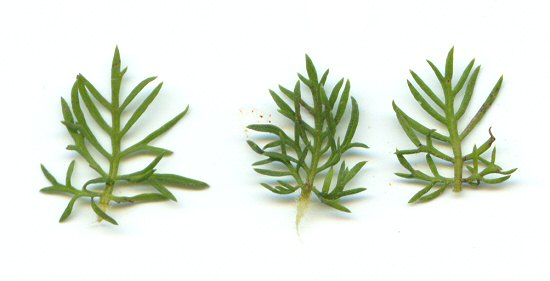 Seymeria cassioides leaves