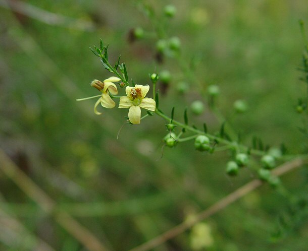 Seymeria cassioides plant