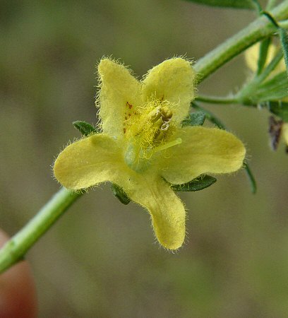 Seymeria pectinata flower