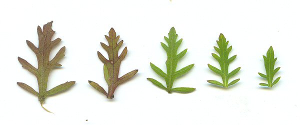 Seymeria pectinata leaves