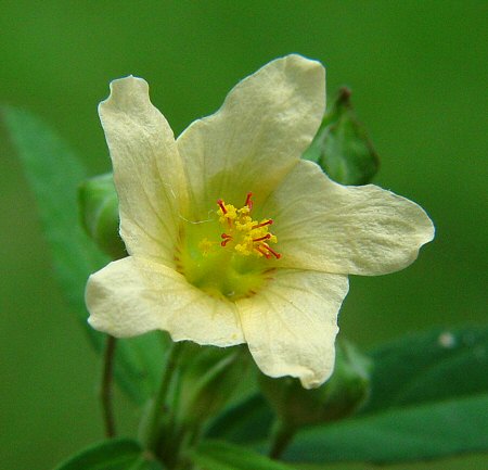 Sida rhombifolia flower
