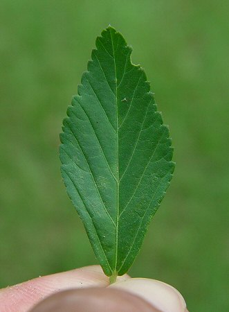 Sida rhombifolia leaf