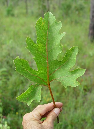 Silphium compositum leaf