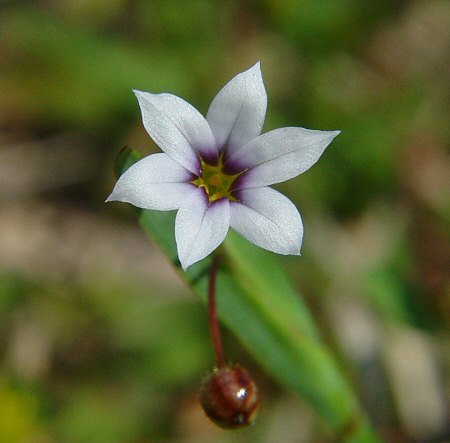 Sisyrinchium rosulatum flower