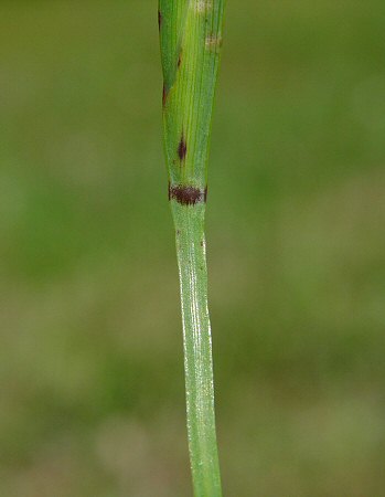 Sisyrinchium rosulatum stem