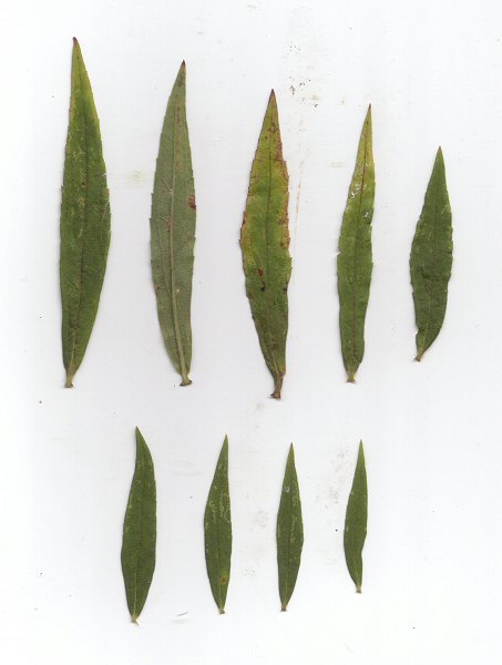 Solidago altissima leaves
