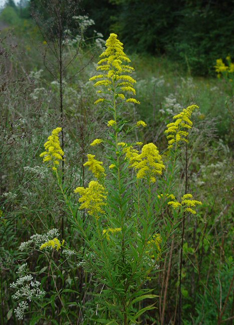 Solidago altissima plant