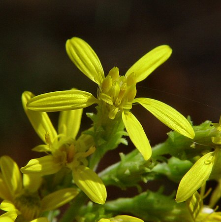 Solidago petiolaris flowers