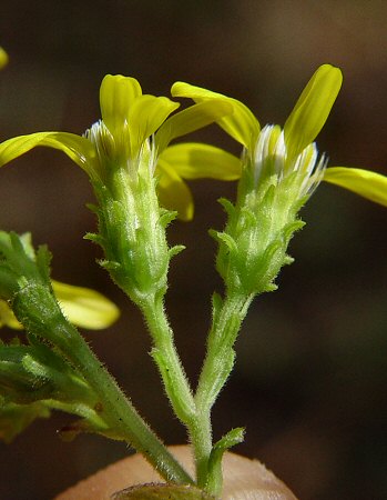 Solidago petiolaris involucre