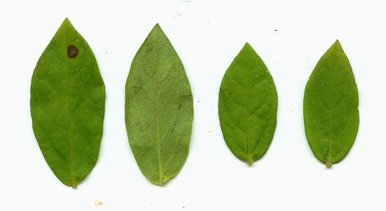 Solidago petiolaris leaves