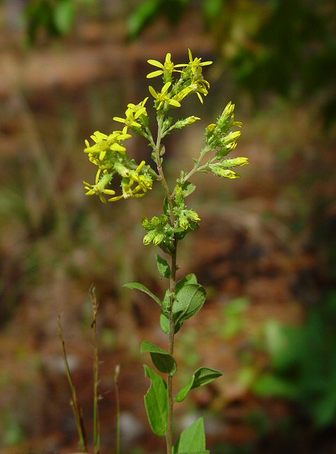 Solidago petiolaris plant