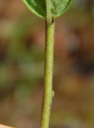 Solidago petiolaris stem