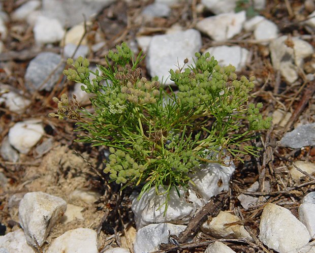 Spermolepis echinata plant