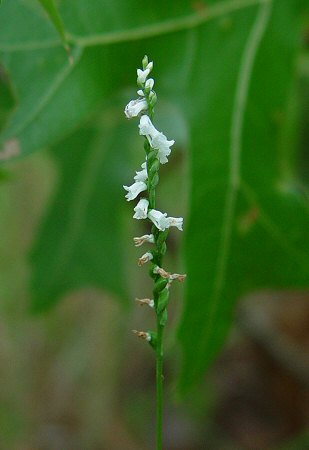 Spiranthes tuberosa inflorescence