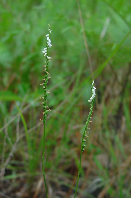 Spiranthes tuberosa plant