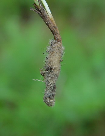 Spiranthes tuberosa root