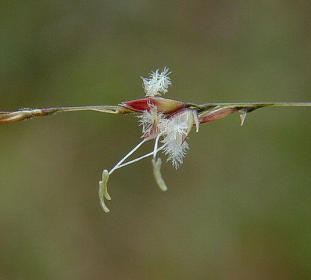 Sporobolus junceus flower