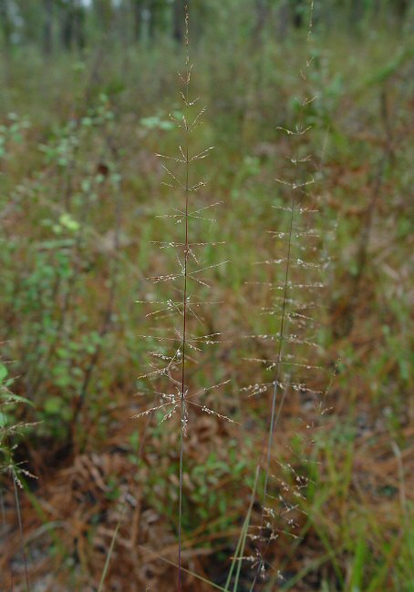 Sporobolus junceus plant