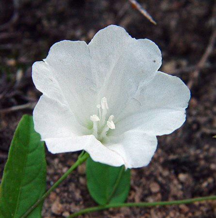 Stylisma humistrata flower