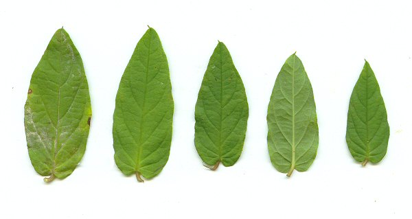 Stylisma humistrata leaves