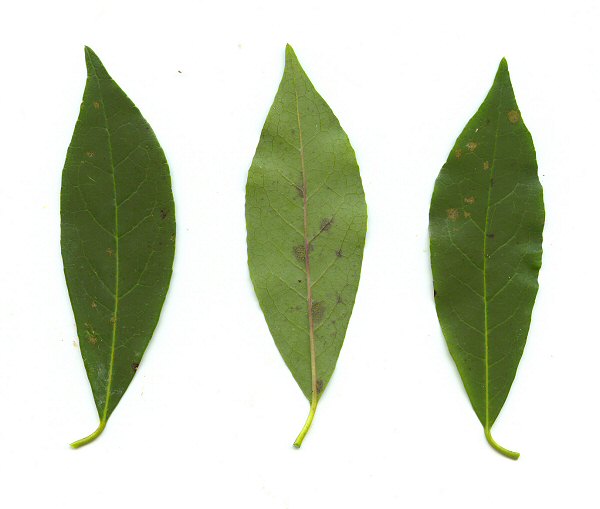 Symplocos tinctoria leaves