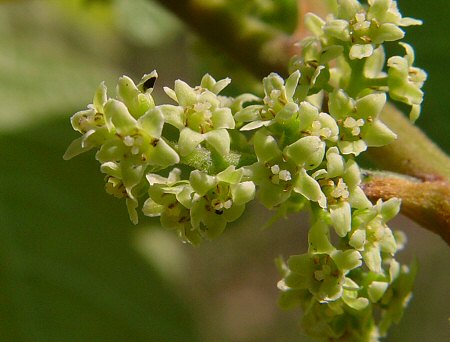 Toxicodendron pubescens flowers