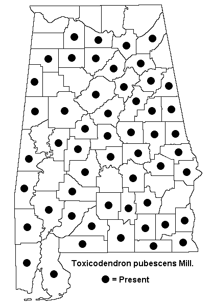 Toxicodendron pubescens map